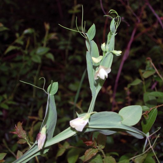 Lathyrus sylvestris